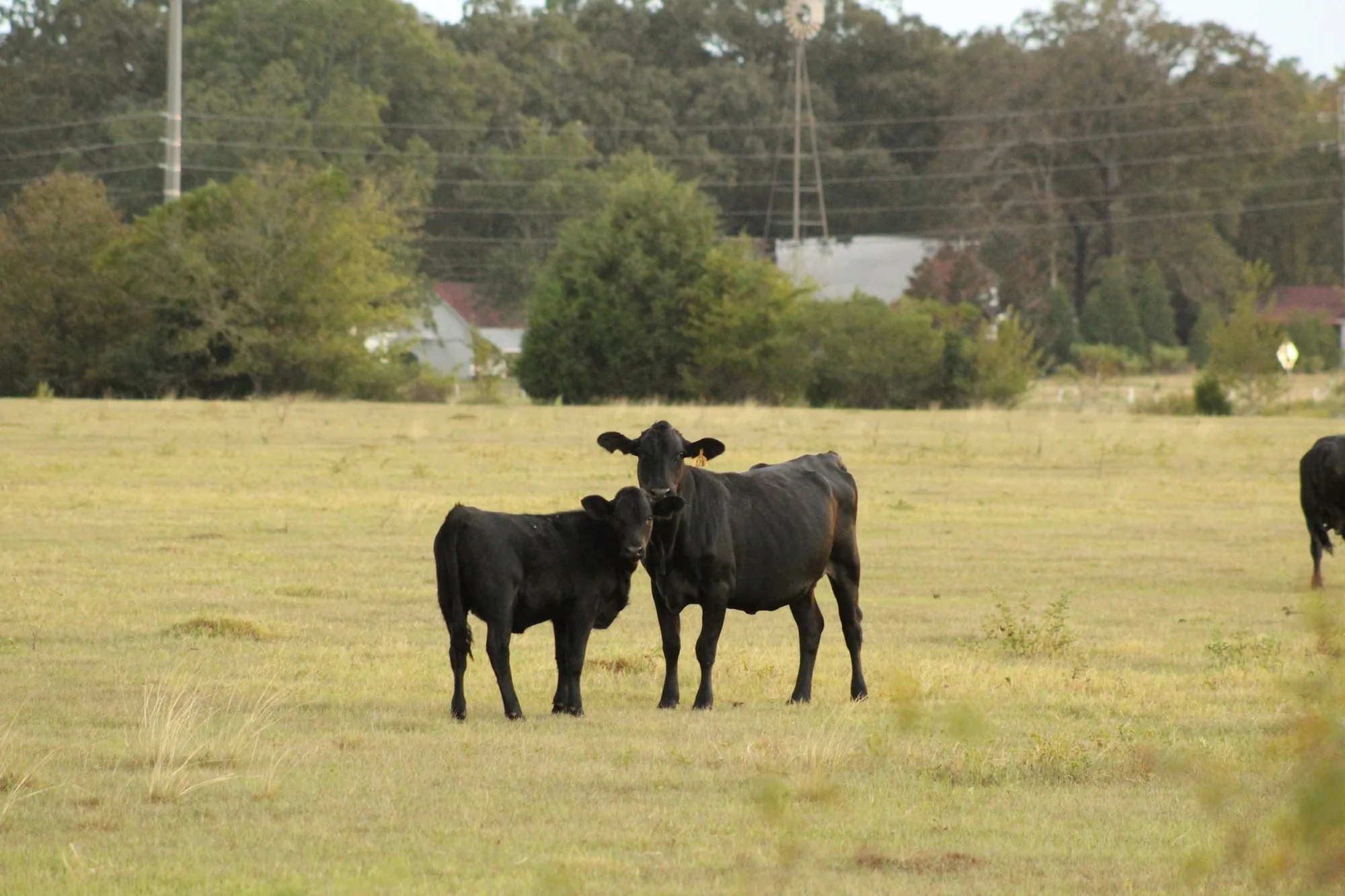 Angus cattle on the pasture