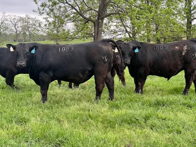Registered Angus bulls in pasture