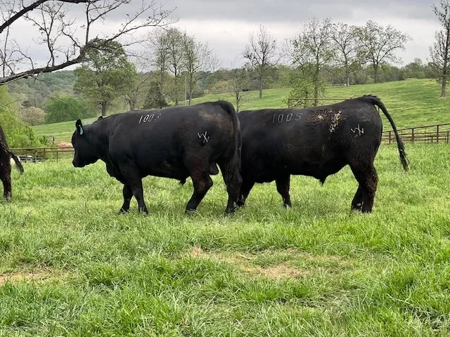 Registered Angus bull in pasture