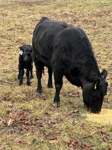 Cattle in pasture