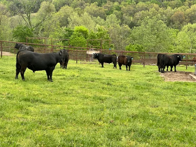 Registered Angus cattle in pasture