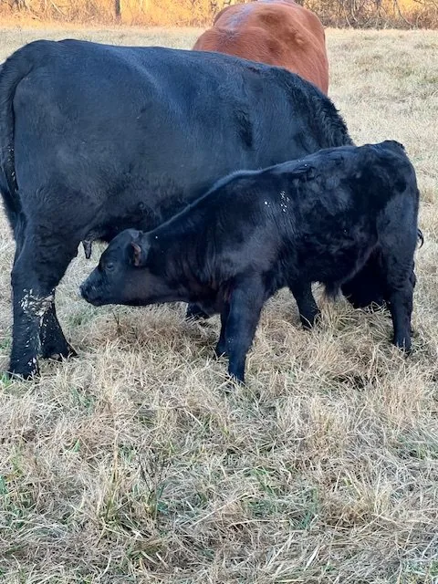 Cow and calf on the ranch