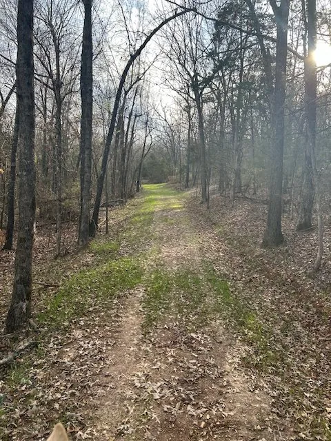 Forest trail in the Ozarks